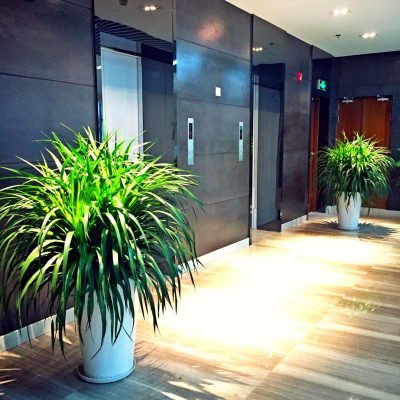 商務樓植物租賃