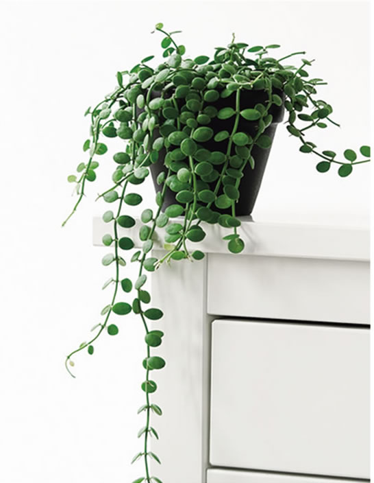 招財(cái)錢(qián)串串