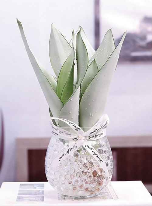 水培白玉虎皮蘭