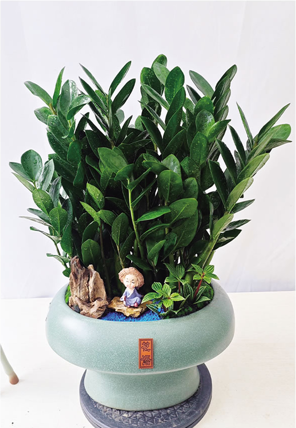 金錢樹(shù)盆景