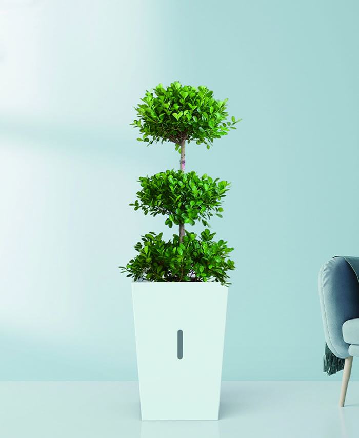 室內(nèi)租賃組合花箱